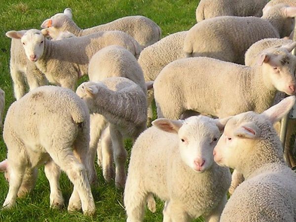 East Friesian koyun ırkı